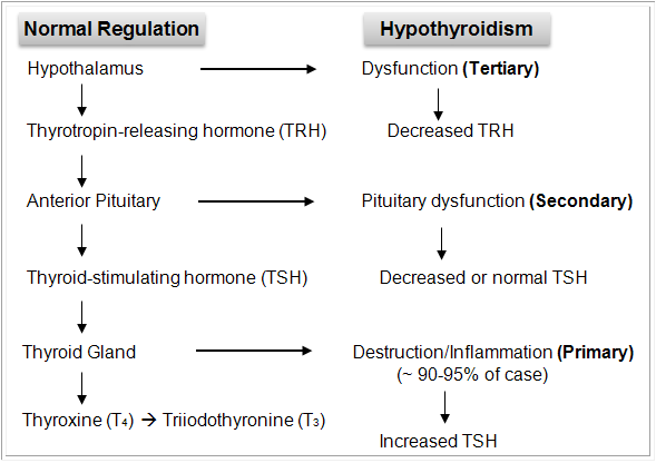 Normal Regulation Hypothyroidism-Pathophisiology-Hypothyroid