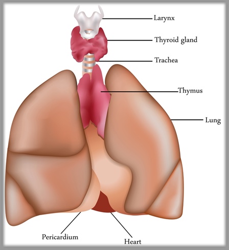 1-Iamge-MG-Definitin and causes-Thymus