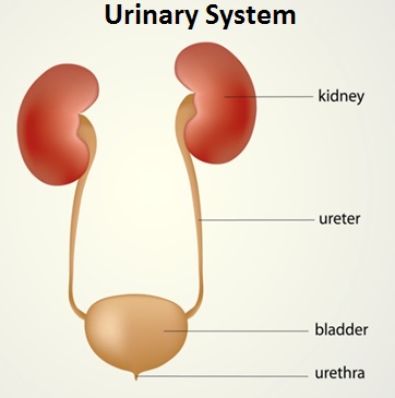 1-Image-Cystitis-Urinary system-Definition and Causes