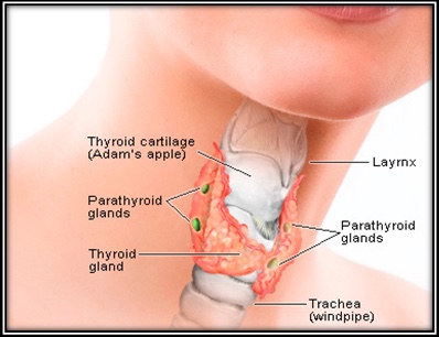 2-Image-Thyroid gland-Definition-Patient-Hypothyroidism