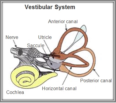 2-Image-Vertigo-Patients-Vestibular System-Definition