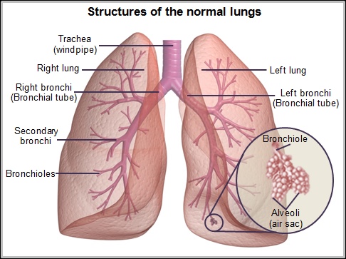 Structures of the normal lungs